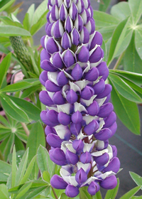 Lupinus Russell hybrids 'The Governor'